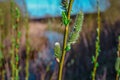 green fluffy branches of pussy willow with buds on the background of a blue river in the light of sun, spring, sky Royalty Free Stock Photo