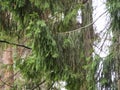 Tall old Christmas trees have beautiful needles