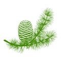 Green fluffy cedar branch and two cones. Isolated on white vector illustration flat Vector illustration