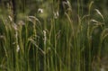 Green fluffy grass with sunlight - blur background