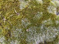 Green fluffy moss background Royalty Free Stock Photo