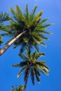 Green fluffy palm leaf on blue sky background. Tropical nature abstract photo. Exotic place in Asia Royalty Free Stock Photo