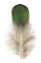 The green fluffy peacock feather. Isolated picture.