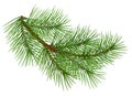 Green fluffy pine branch symbol of christmas. on white background