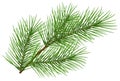 Green fluffy pine branch symbol of new year. Isolated on white background Royalty Free Stock Photo