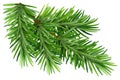 Green fluffy pine branch. on white background