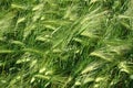 Green fluffy rye field, macro close up detail with soft pink sunrise light Royalty Free Stock Photo