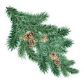 Green fluffy spruce, pine branch with cones. Royalty Free Stock Photo