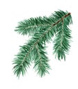 Green fluffy spruce, pine, fir branch accessory symbol of Christmas.