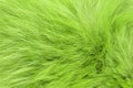 Green fluffy wool texture, animal wool background, painted fur texture closeup Royalty Free Stock Photo