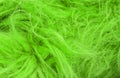 Green fluffy wool texture, animal wool background, painted fur texture closeup Royalty Free Stock Photo