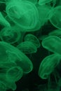 Green Fluorescent Jellyfish Underwater