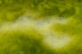 Seeweed and sea algae drying out in abstract patterns on the black basalt lava coast of Ponta do MistÃÂ©rio on ilha Terceira Island