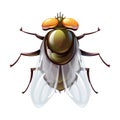 Green fly bug in cartoon style, stylized insect