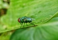 Green fly or Chrysomya megacephala, this fly has a distinctive metallic green body. Royalty Free Stock Photo