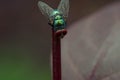 a green fly close up standing on a purple steam and ready to fly over