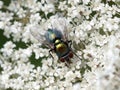 Green fly feeding on White flower (Hogweed) Royalty Free Stock Photo