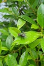 a green fly with a ferocity perches on a green leafÃ¯Â¿Â¼