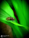 Green fly insect plant standing