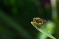 Green fly on leaf macro photo. Insect on green leaf close up. Royalty Free Stock Photo