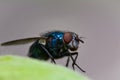 Green fly nose Royalty Free Stock Photo