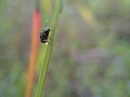 Green fly perched on grass leaf macro shot on isolated blurred background Royalty Free Stock Photo