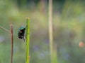 Green fly perched on grass leaf macro shot on isolated blurred background Royalty Free Stock Photo