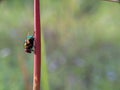 Green fly perched on grass stalk macro shot on isolated blurred background Royalty Free Stock Photo