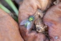 Green fly on a rotten apple Royalty Free Stock Photo