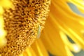 Green fly sitting on a flower of a sunflower Royalty Free Stock Photo