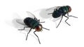 Green fly sitting isolate on white background