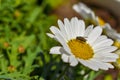 A green fly visits a white and yellow daisy in a group of wildflowers