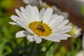 A green fly visits a white and yellow daisy in a group of wildflowers