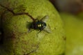 Green fly on white apple. Greem background. Royalty Free Stock Photo