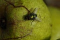 Green fly on white apple. Greem background. Royalty Free Stock Photo