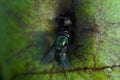 Green fly on white apple. Greem background. Royalty Free Stock Photo