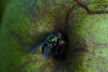 Green fly on white apple. Greem background. Royalty Free Stock Photo