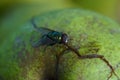 Green fly on white apple. Greem background. Royalty Free Stock Photo