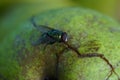 Green fly on white apple. Greem background. Royalty Free Stock Photo