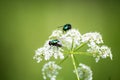 Green fly on a white flower