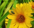 Green fly on yellow flower in garden, Lithuania Royalty Free Stock Photo