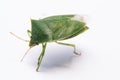 Green flying bug percevejo Royalty Free Stock Photo