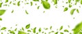 Green flying leaves frame. Organic cosmetic pattern border. Fresh tea background. Leaf falling. Wave foliage ornament Royalty Free Stock Photo