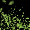 Green Flying Leaves