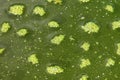 Green foam on surface of contaminated water Royalty Free Stock Photo