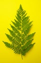 Green foerst fern leaves on a bright yellow background Royalty Free Stock Photo