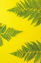 Green foerst fern leaves on a bright yellow background Royalty Free Stock Photo