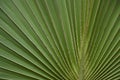 Green folded leaf of a plant in the hortus botanicus of Leiden Holland