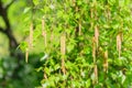 Green foliag background of blloming birch tree. Fresh leaves in spring