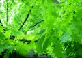 Green foliage Royalty Free Stock Photo